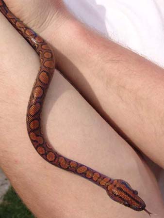 Male Brazilian Rainbow Boa