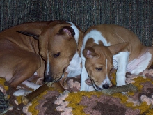 henry and daisy
