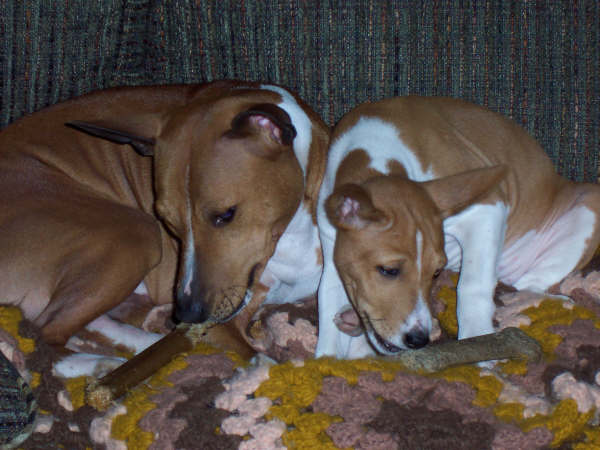 henry and daisy