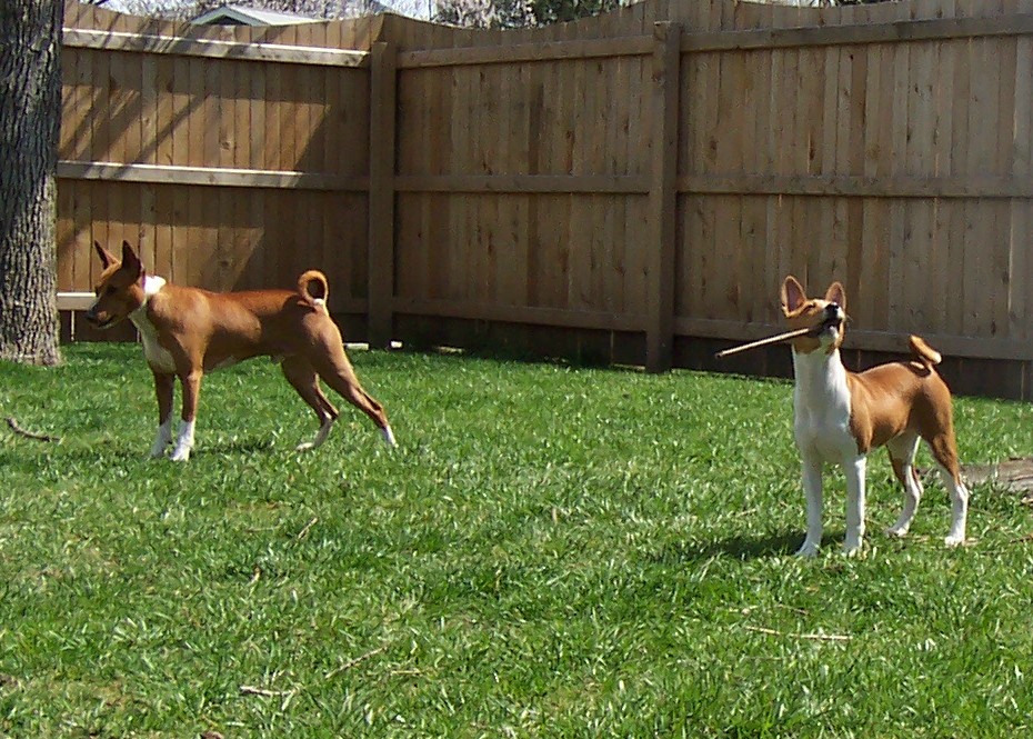 Hanging out in the yard