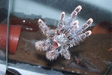 Avicularia avicularia