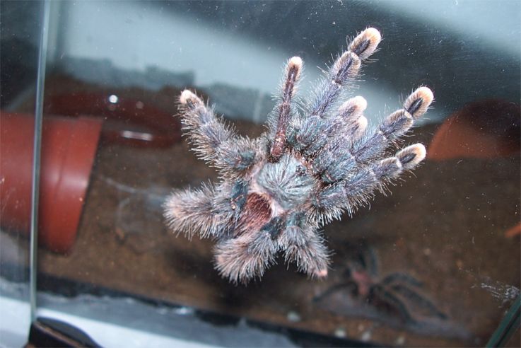 Avicularia avicularia