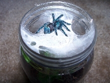 Avicularia versicolor