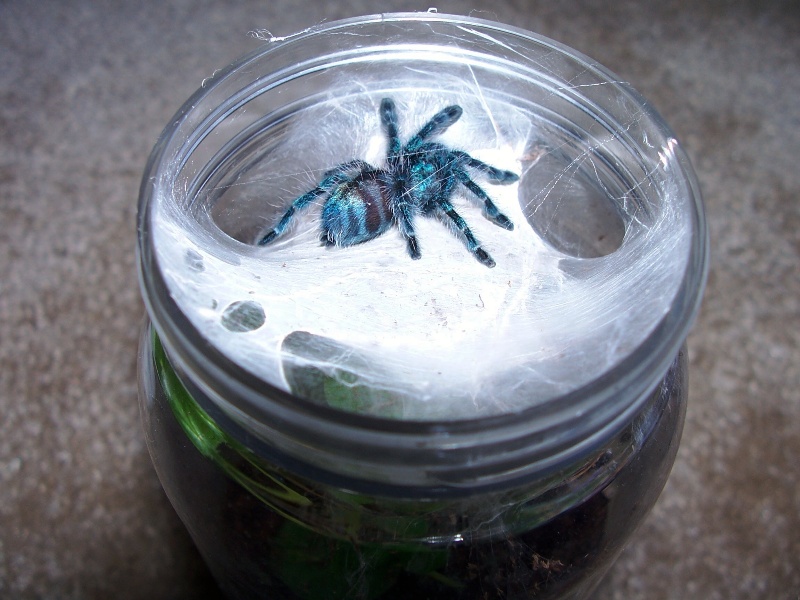 Avicularia versicolor