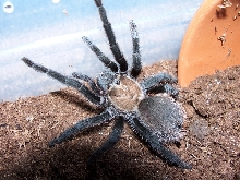 Aphonopelma hentzi