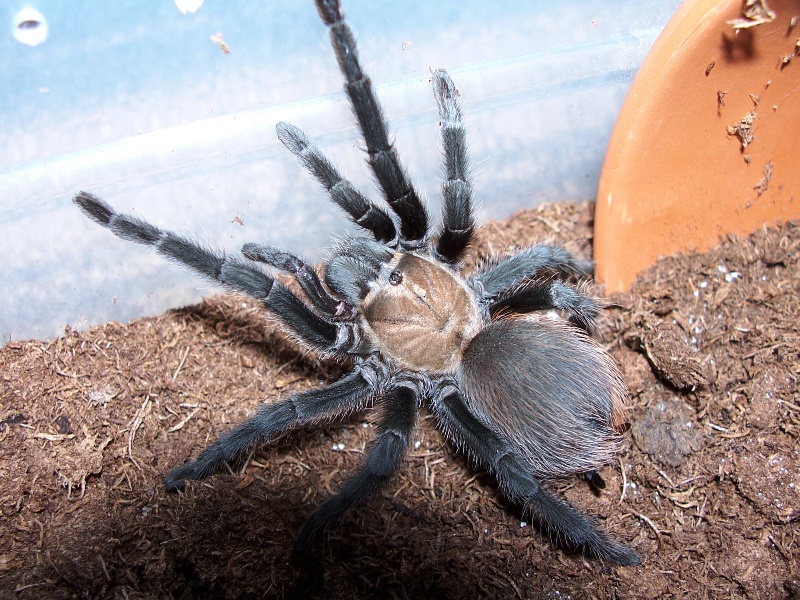 Aphonopelma hentzi