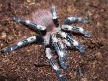 Nhandu chromatus