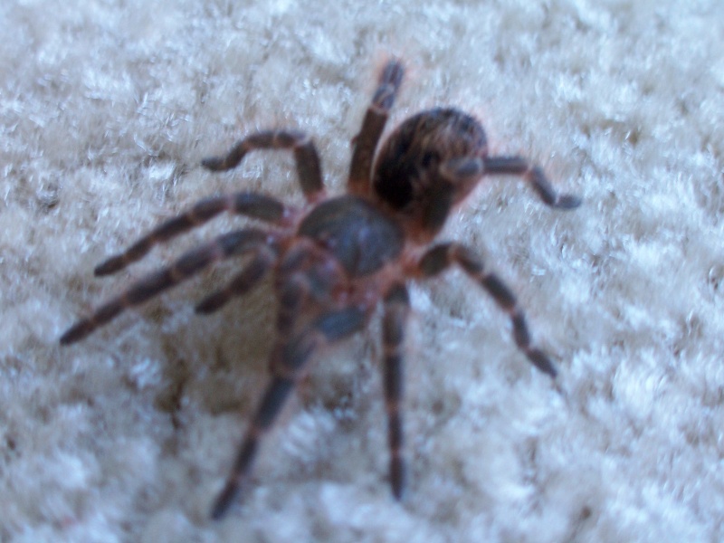 Grammostola aureostriata