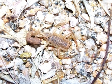 Vaejovis confusus
