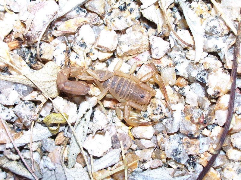 Vaejovis confusus