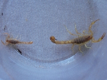 Vaejovis spinigeris pair