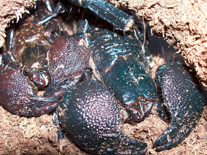 Pandinus imperator