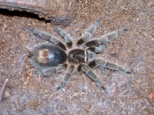 Grammostola rosea