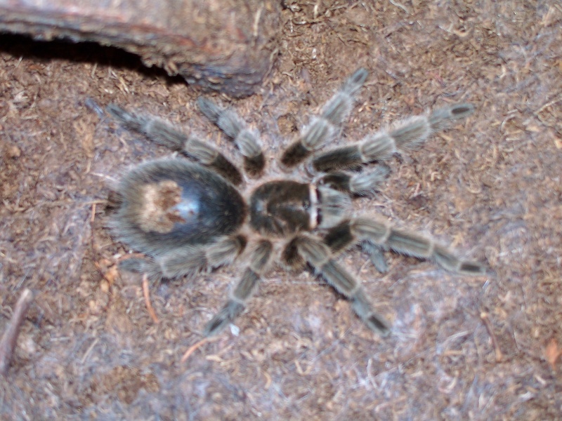 Grammostola rosea