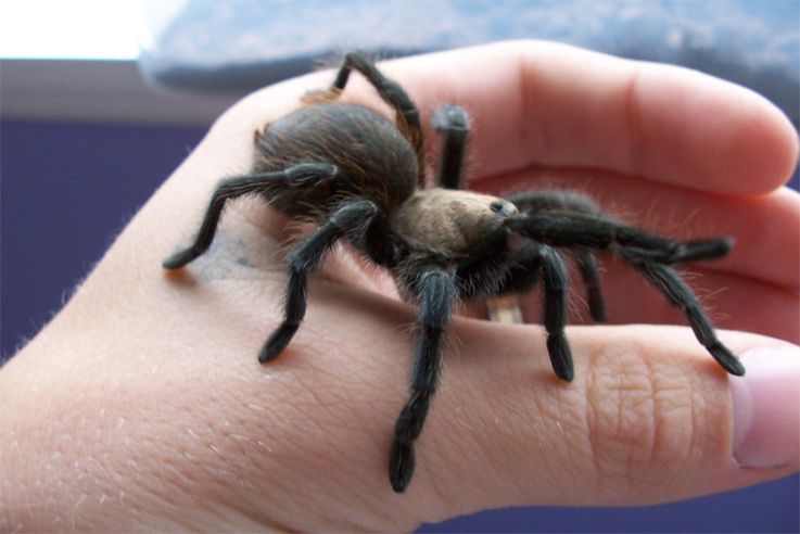 Aphonopelma hentzi