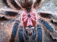 G. rosea