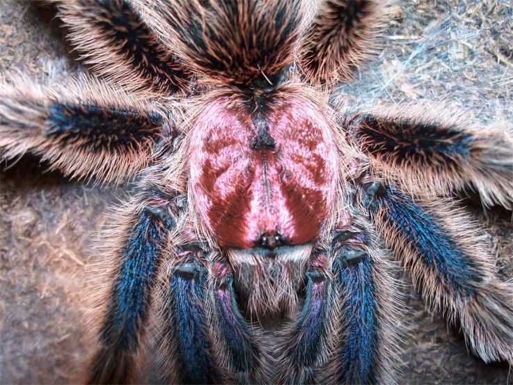 G. rosea
