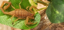 1.0 Centruroides exilicauda