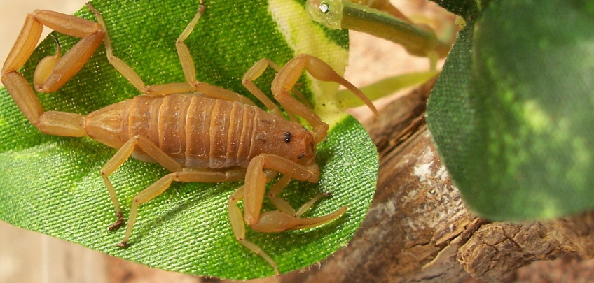 1.0 Centruroides exilicauda