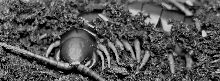 Mau Chau in b&w