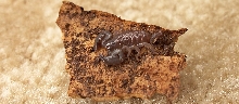 Opistacanthus spp