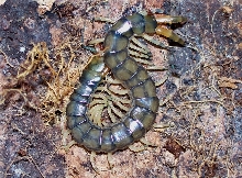 Hemiscolopendra marginata