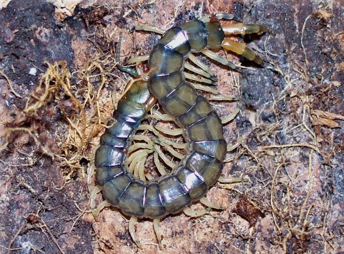 Hemiscolopendra marginata