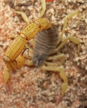 Hadrurus spadix  0.0.1