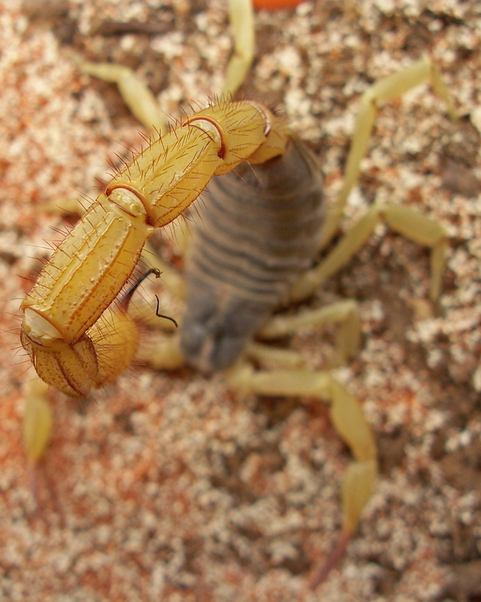 Hadrurus spadix  0.0.1