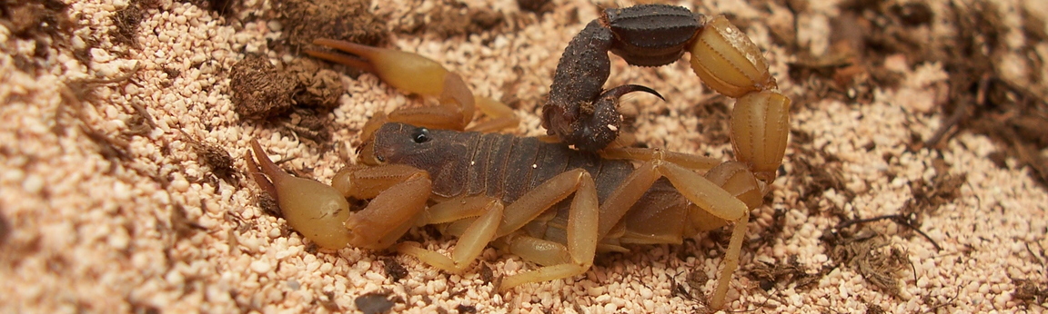 Parabuthus liosoma