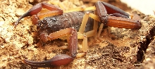 Centruroides gracilis