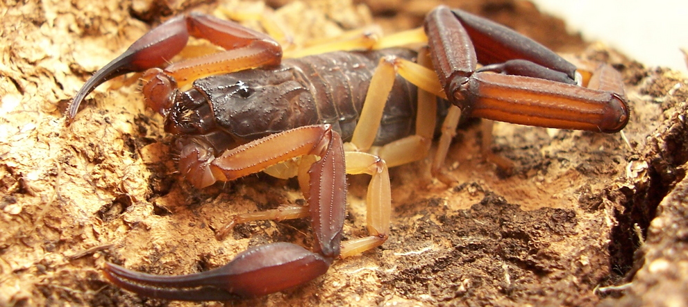 Centruroides gracilis