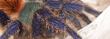 0.1 Chromatopelma cyaneopubescens
