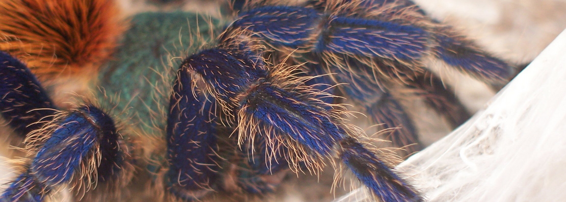 0.1 Chromatopelma cyaneopubescens