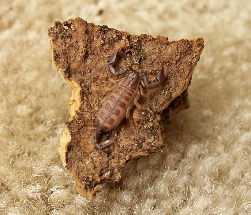 Euscorpius flavicaudis