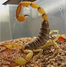 Hadrurus spadix
