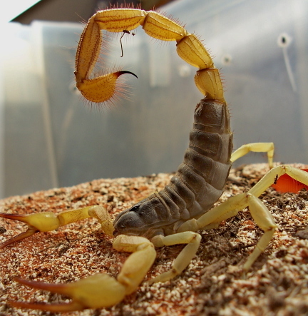 Hadrurus spadix