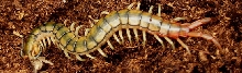 Scolopendra cingulata "Egypt"