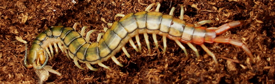 Scolopendra cingulata "Egypt"