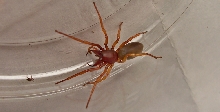 Dysdera crocata
