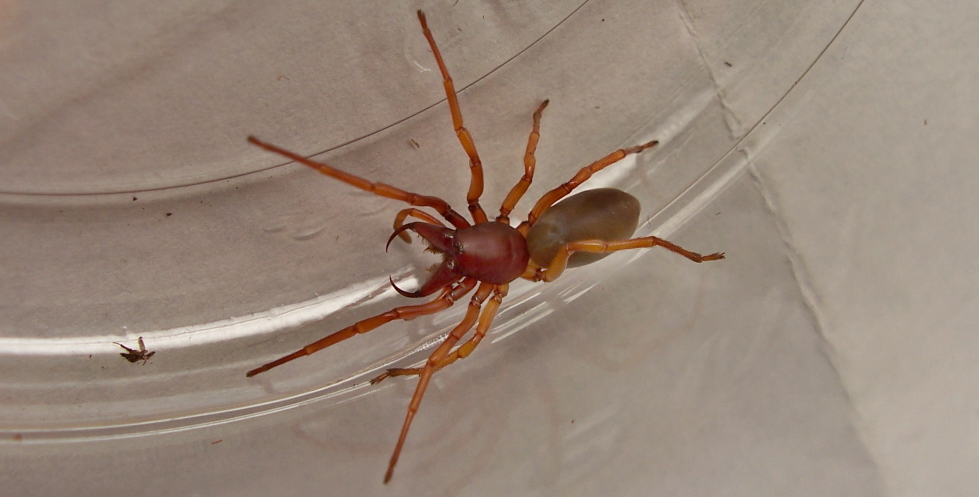 Dysdera crocata
