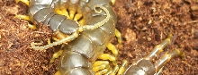 Ethmostigmus trigonopodus