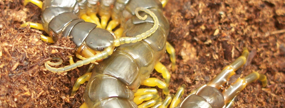 Ethmostigmus trigonopodus
