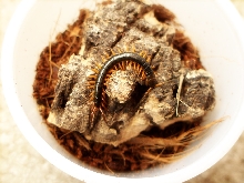 Scolopendra subspinipes spp