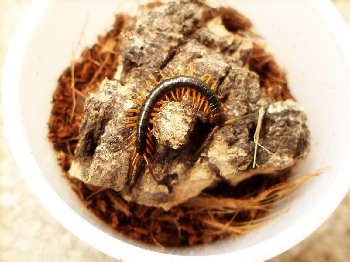 Scolopendra subspinipes spp