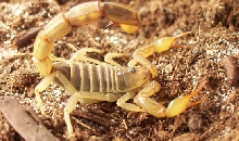 Androctonus amoreuxi