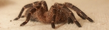 Eupalaestrus campestratus