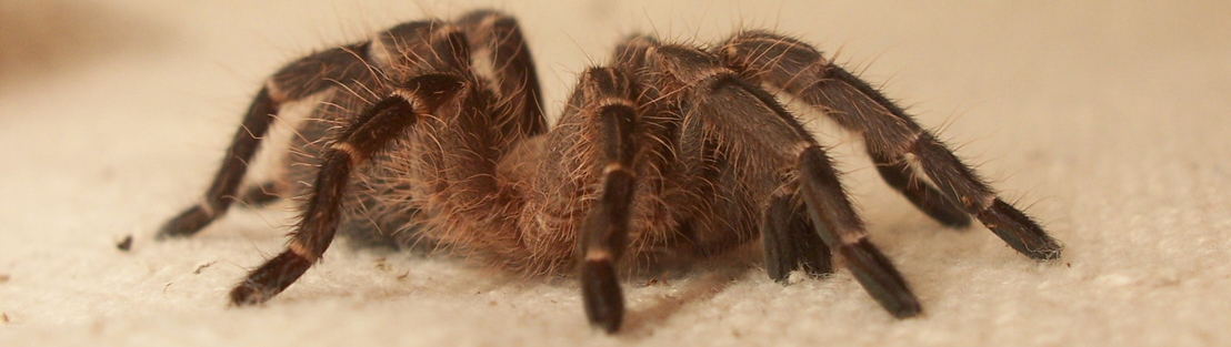 Eupalaestrus campestratus
