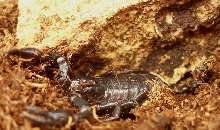 Heterometrus spinifer