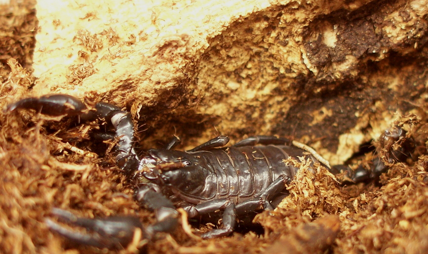 Heterometrus spinifer